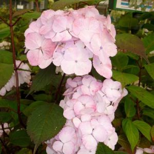 Hydrangea serrata 'Preziosa', 25-30 3L, Hortensia