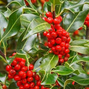 Ilex aquif. 'J.C.Van Tol', 60-80 met kluit Hulst