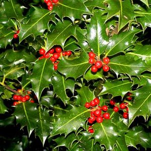 Ilex aquifolium, 60-80 3L, Wilde hulst