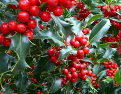 Ilex aquif. 'Argentea Marginata', 50/60 Kluit, Hulst