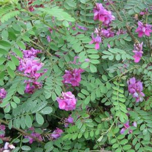 Indigofera het. 'Gerardiana', pot indigo boompje