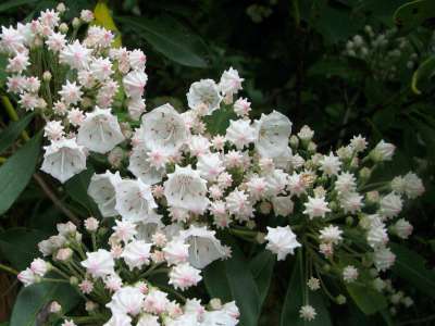 Kalmia latifolia, 30-40 Kluit,  Berglaurier