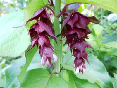 Leycesteria formosa, 40-50 3L, Fazantenbes