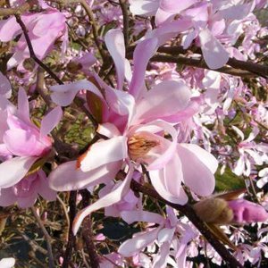 Magnolia loebn. 'Leonard Messel', 100/125 Kluit, Beverboom