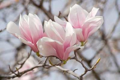 Magnolia soulangeana, 60/80 Kluit, Beverboom