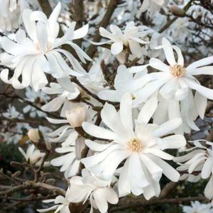 Magnolia Stellata, 50-60 4L, Stermagnolia