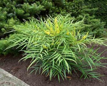 Mahonia eur. 'Soft Caress', 25-30 3L, druifstruik