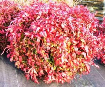 Nandina dom. 'Firepower' 3L, 20-30cm hemelse bamboe