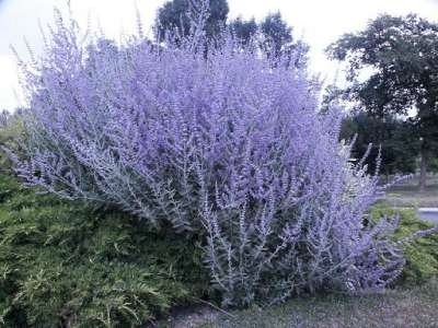 Perovskia atr. 'Blue Spire', 30-40 3L, Blauwspirea