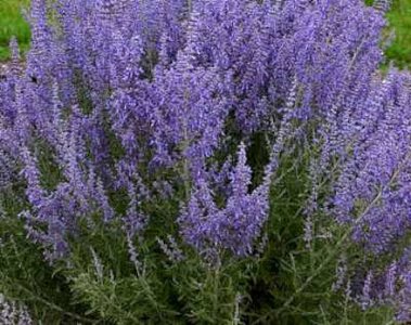 Perovskia atr. 'Lacey Blue' ®, 30-40 3L, Blauwspirea