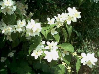 Philadelphus coronarius, 3L Boerenjasmijn