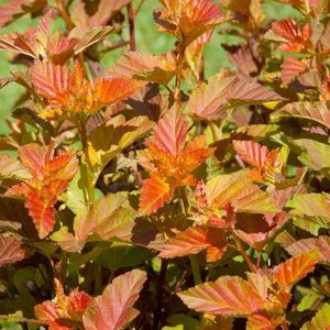 Physocarpus opulif. 'Amber Jubilee'®, 40-60cm 3L Blaasspirea