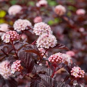 Physocarpus opulif. 'Lady in Red' ®, 40-60 3L, Blaasspirea