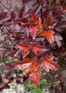 Physocarpus opulif. 'Little Angel' ®, 40-50 3L, Blaasspirea