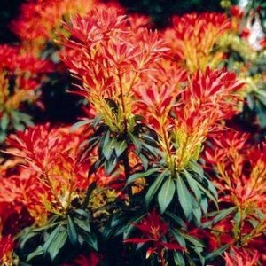 Pieris 'Forest Flame', 30-40 7.5L Lavendelheide