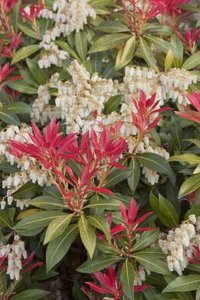 Pieris jap. 'Mountain Fire', 25-30 3L Lavendelheide