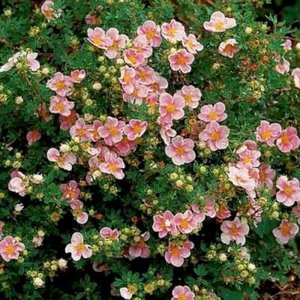 Potentilla frut. 'Lovely Pink', 25-30 1.5L =(Pink Beauty) Ganzerik