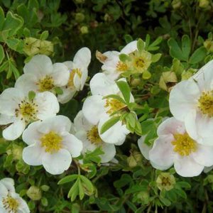 Potentilla frut. 'Tilford Cream', 25-30 1.5L, Ganzerik