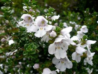 Prostanthera cuneata, 20-25 1.5L, Muntstruik