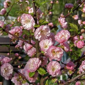 Prunus triloba, 30-40 3L, Amandelboompje