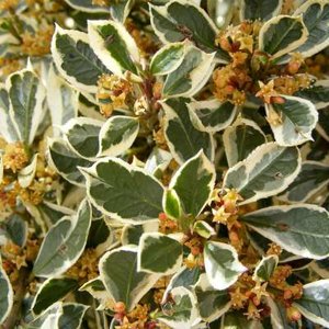 Rhamnus alat. 'Argenteovariegata', 30-40 2L, vuilboom