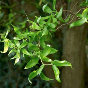 Salix bab. 'Tortuosa', 100-125 5L Wilg