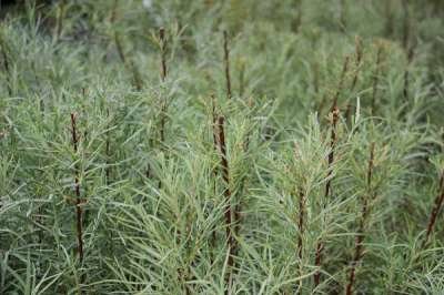 Salix el. 'Angustifolia', 30-40 3L, Rozemarijnwilg (= Rosmarinifolia)