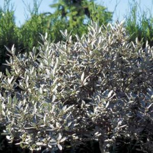 Salix helvetica, 20-25 2L, Bolwilg