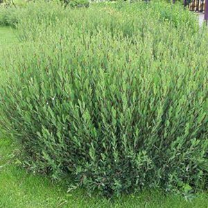 Salix purp. 'Nana', 30-40 3L, Bittere wilg