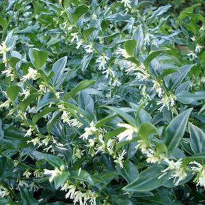 Sarcococca confusa, 20-25 2L, Vleesbes