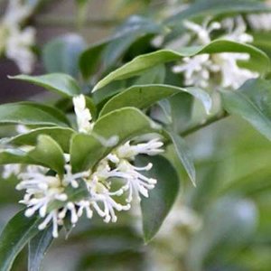 Sarcococca ruscifolia, 20-25 2L, Vleesbes