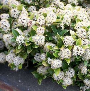 Skimmia jap. 'Kew White', 25-30 3L