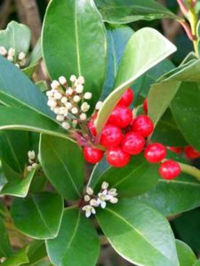 Skimmia jap. 'Reevesiana', 20-25 3L