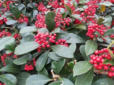 Skimmia jap. 'Veitchii', 25-30 3L