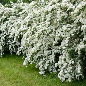 Spiraea arguta, 30-40 3L, Spierstruik