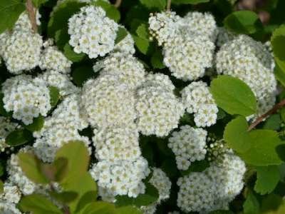 Spiraea bet. 'Tor' 3L, Spirea