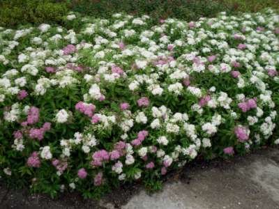 Spiraea jap. 'Genpei', 25-30 3L, Spierstruik (= Shirobana)