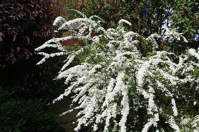 Spiraea nipp. 'Snowmound', 3L Spierstruik