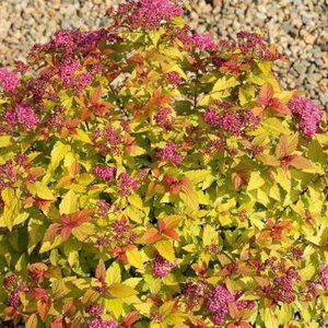 Spiraea jap. 'Goldflame', 20-25 1.5L, Spierstruik