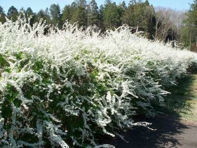 Spiraea thunbergii 3L, Spierstruik