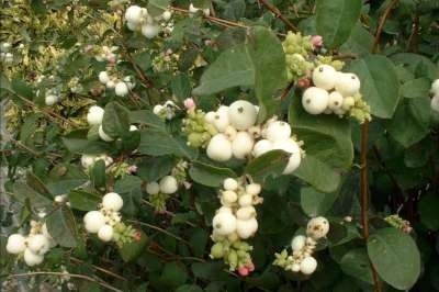 Symphoricarpos 'White Hedge', 40-50 3L, Sneeuwbes