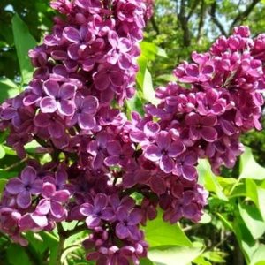 Syringa vulg. 'And. an Ludwig Späth', 30-40 5L, Sering