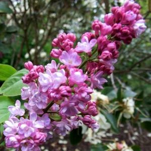 Syringa vulg. 'Belle de Nancy', 40-60 3L Sering