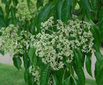 Tetradium daniellii, 80/100 10L, Rutaceae