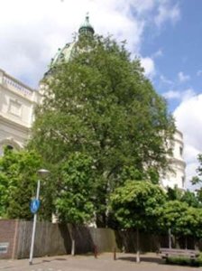 Fagus sylvatica, 8/10 Blote wortel, Groene beuk