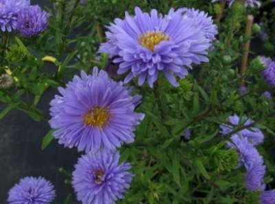 Aster novi-belgii 'Marie Ballard', Aster