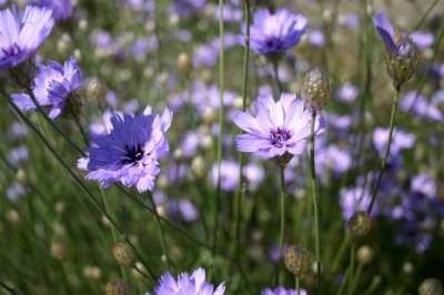 Catananche caerulea, Blauwe strobloem