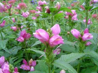 Chelone obliqua, Schildpadbloem