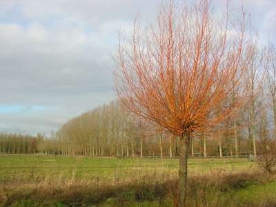 Salix alba 'Chermesina', 8/10 blote wortel, Wilg