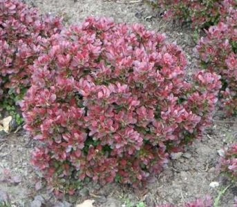 Berberis thun. 'Bagatelle', 15-20 2L, Japanse zuurbes